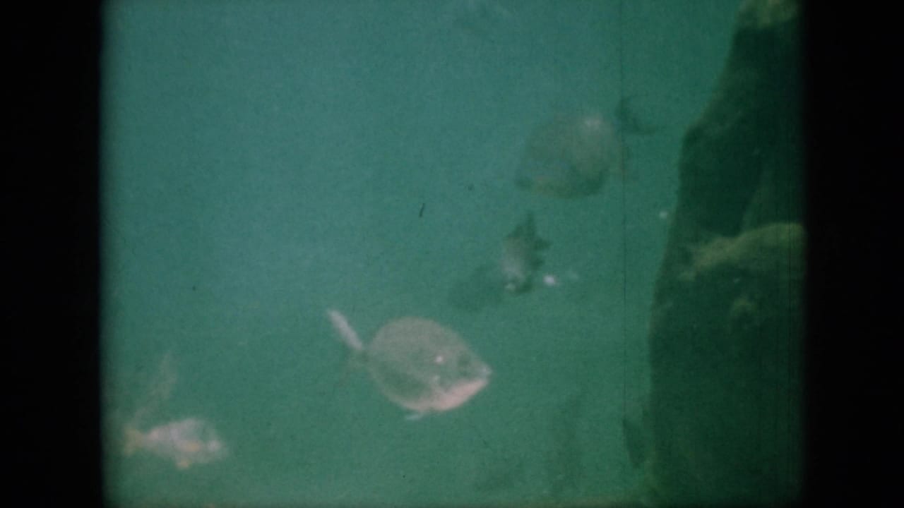 Small fish near the lower aquarium frame with dark tank shapes.