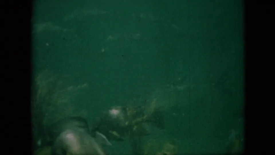 1958 Pennsylvania 8mm frame showing a dim green aquarium scene with fish near shadowed tank areas and visible grain and scratches.