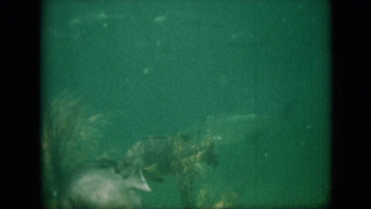 A 1958 Pennsylvania 8mm frame shows small fish moving through green-tinted murky water near dark rocks and aquatic growth.