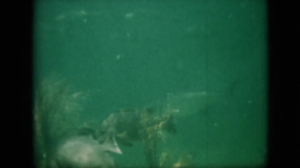 A 1958 Pennsylvania 8mm frame shows small fish moving through green-tinted murky water near dark rocks and aquatic growth.