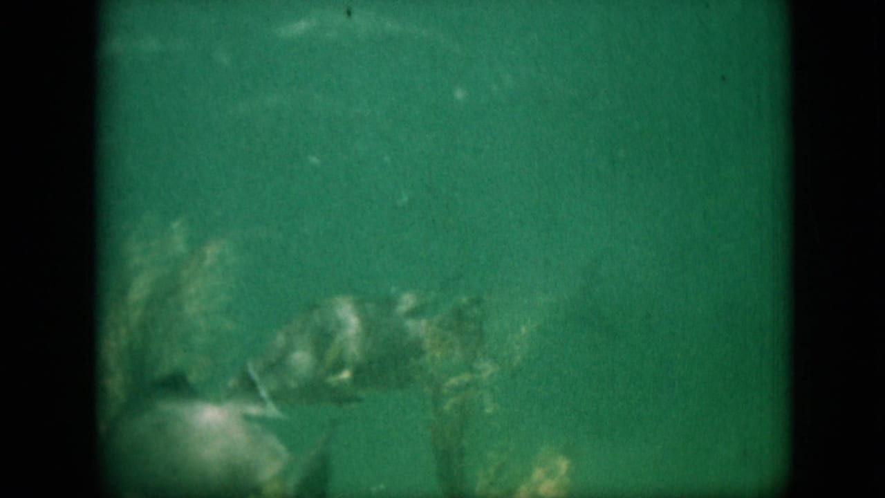 Small fish move across green underwater water with rocks behind them.