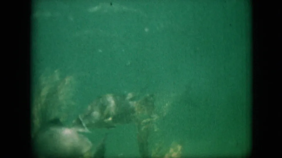 Small fish appear in a green-tinted underwater 8mm view, with rocks or vegetation softened by murk and film grain.