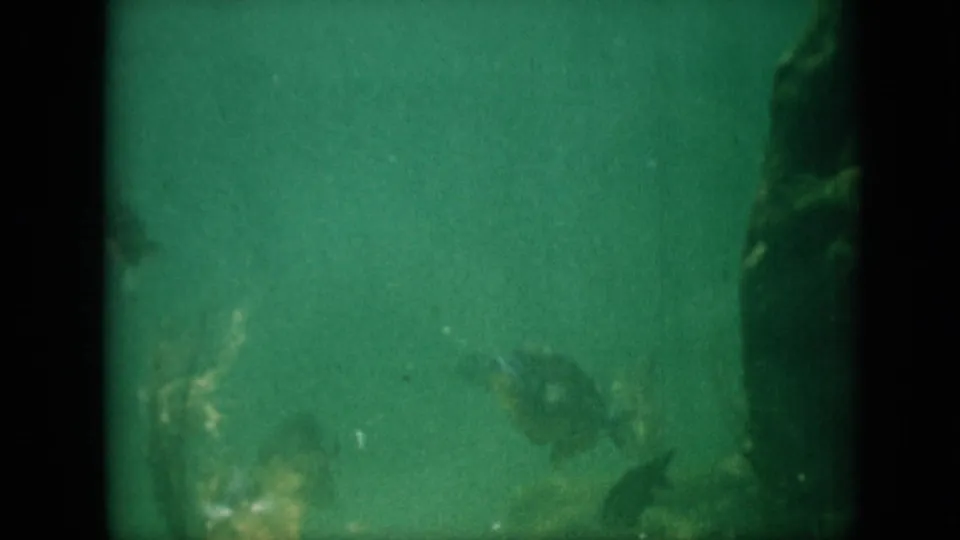A fish is visible low in the frame as the underwater camera looks through green water toward a dark rock-like form and scattered aquatic growth.