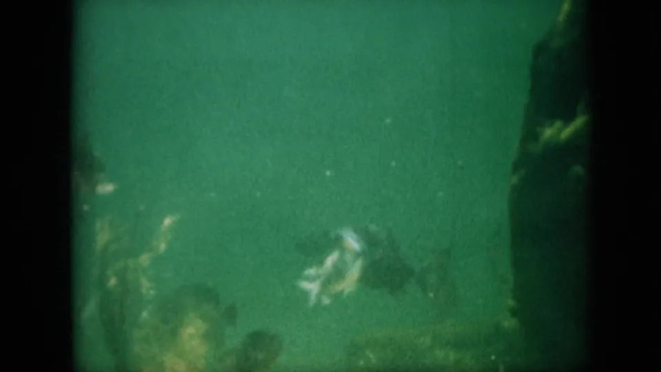 The closing 8mm frame shows fish in green murky water with a dark rock edge at right and pale aquatic vegetation near the bottom.