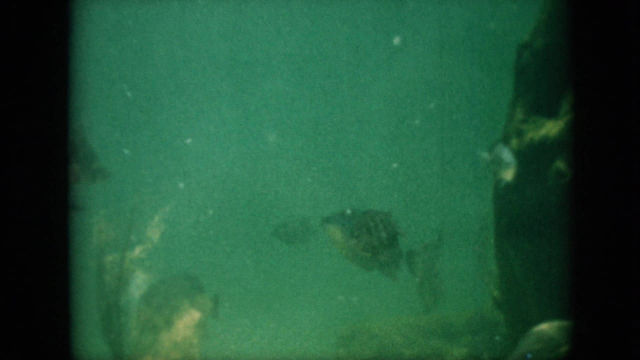 A 1958 8mm frame from Pennsylvania metadata showing fish in green, low-light water, with dark film borders and soft underwater detail.