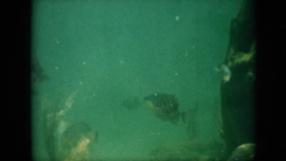 A 1958 8mm frame from Pennsylvania metadata showing fish in green, low-light water, with dark film borders and soft underwater detail.