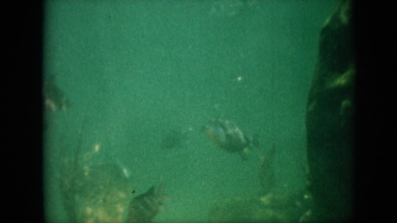 A fish with faint striping swims through green-tinted water in this 1958 archival 8mm frame, with soft focus and dark edge shadowing.