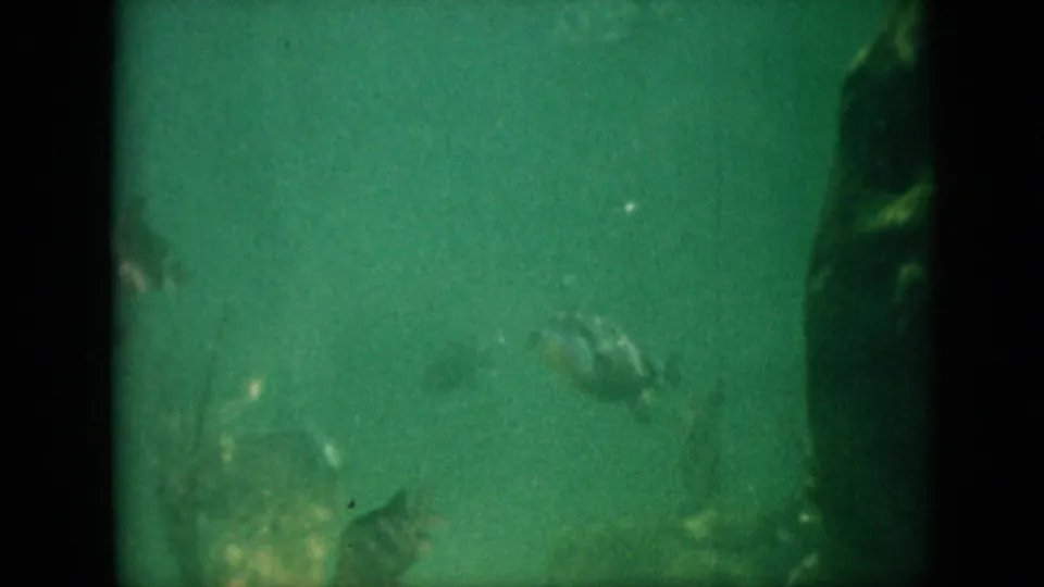 A fish with faint striping swims through green-tinted water in this 1958 archival 8mm frame, with soft focus and dark edge shadowing.