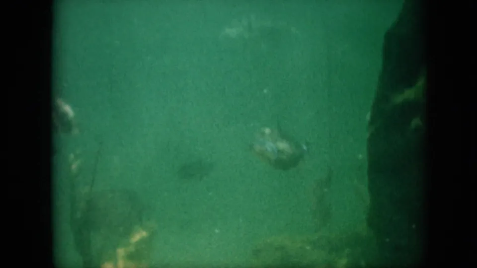 A small fish crosses a soft, grainy underwater view in 1958 8mm footage, with murky green water and indistinct aquatic forms near the edges.
