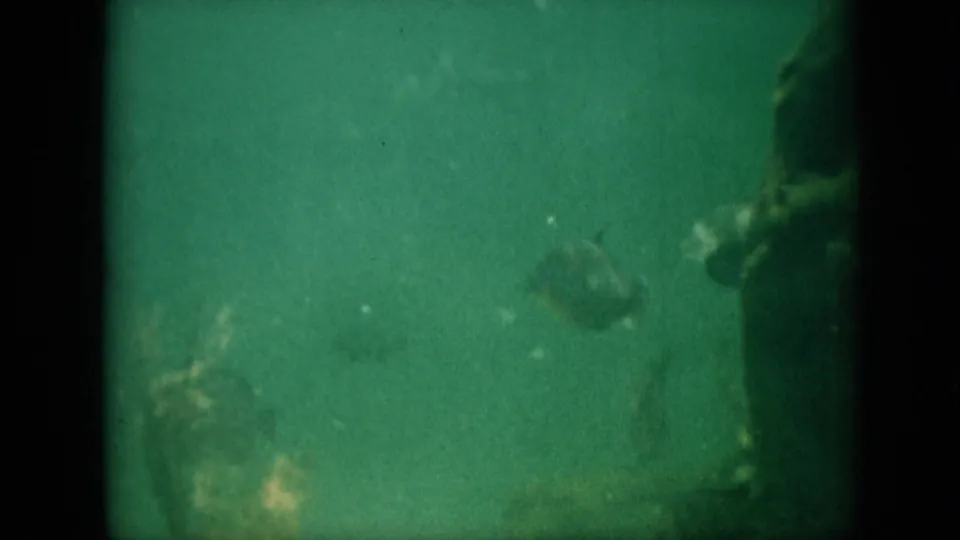 Fish appear near the right side of a green-tinted underwater 8mm frame, with grain, low contrast, and soft shapes in the surrounding water.