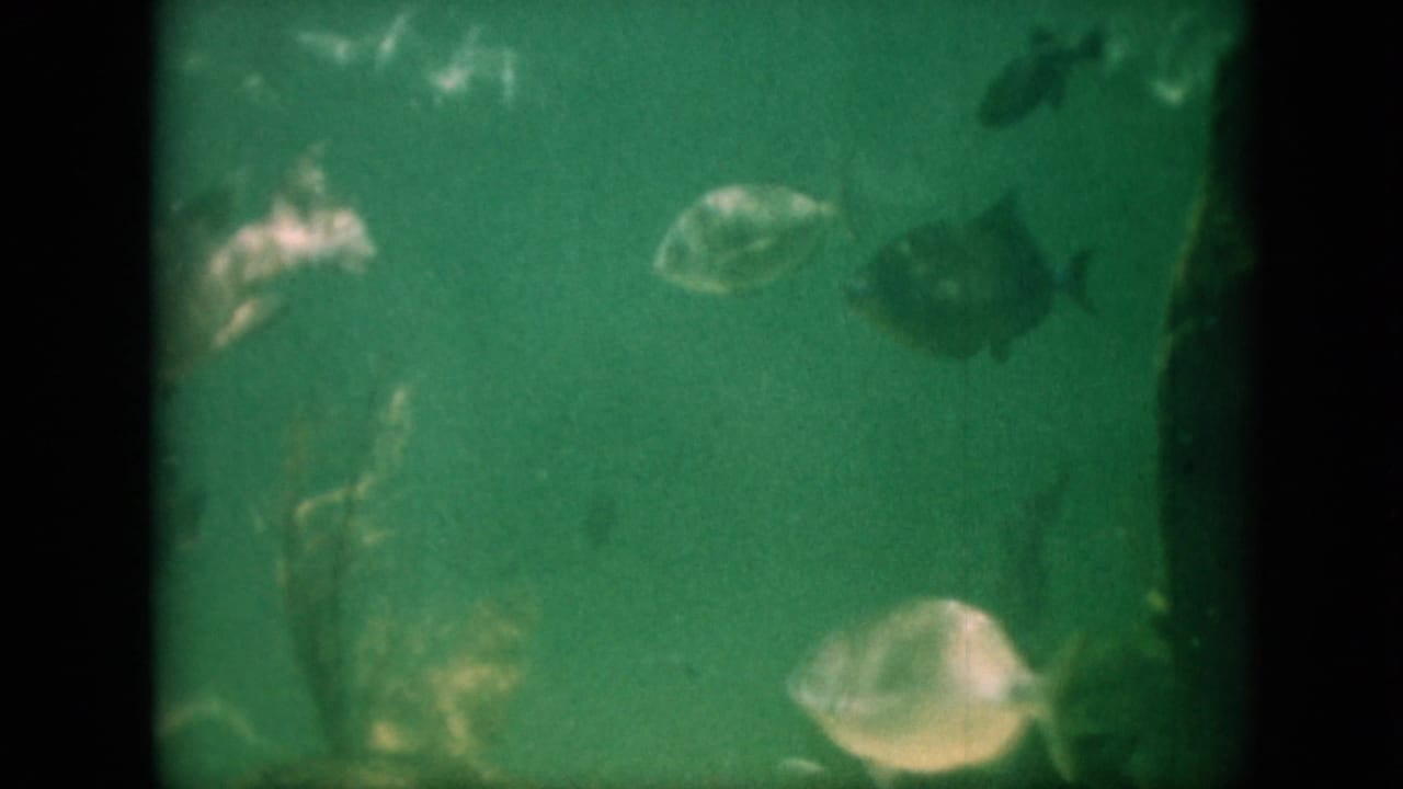 Several fish swim in green-tinted aquarium water with black film edges visible.