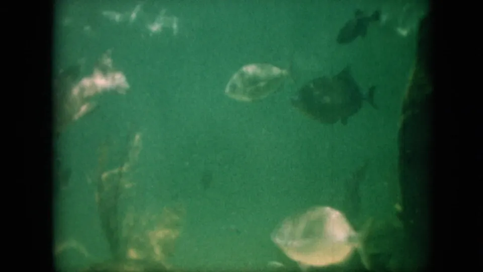 1958 Pennsylvania 8mm home-movie frame showing small aquarium fish in green-tinted water, with soft focus, grain, and black gate edges.