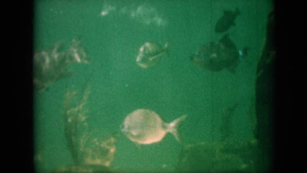 A pale fish swims near the center of a green aquarium with darker fish nearby.