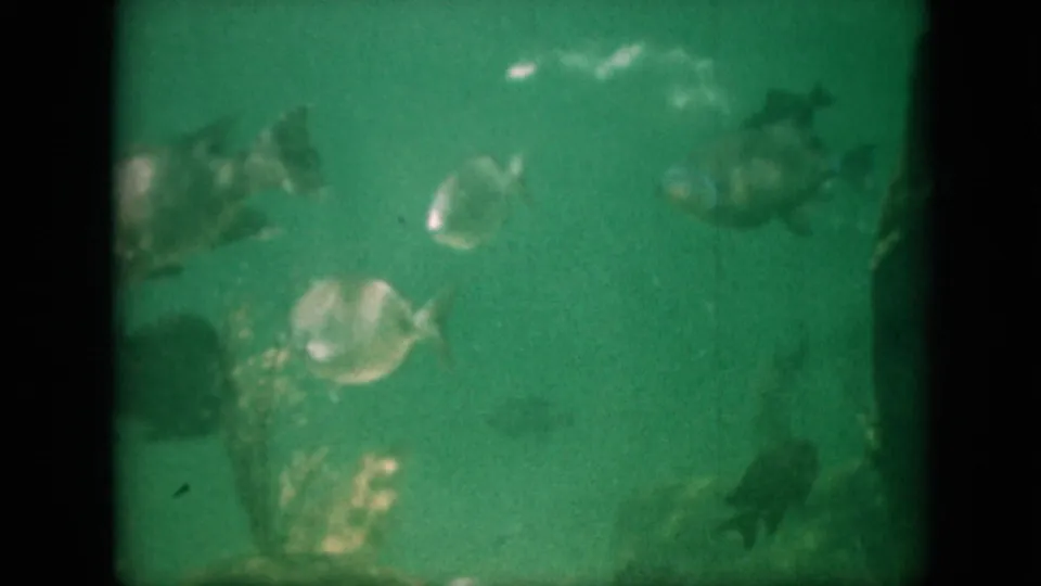 1958 Pennsylvania 8mm home-movie frame with several aquarium fish, artificial plant forms, tank decorations, and pronounced grain in green-tinted water.