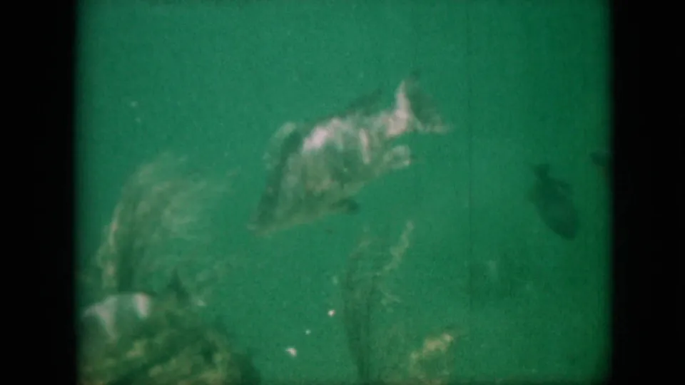 1958 Pennsylvania 8mm frame showing pale and dark aquarium fish shapes in green water, with scratches, grain, and a partially obscured tank background.