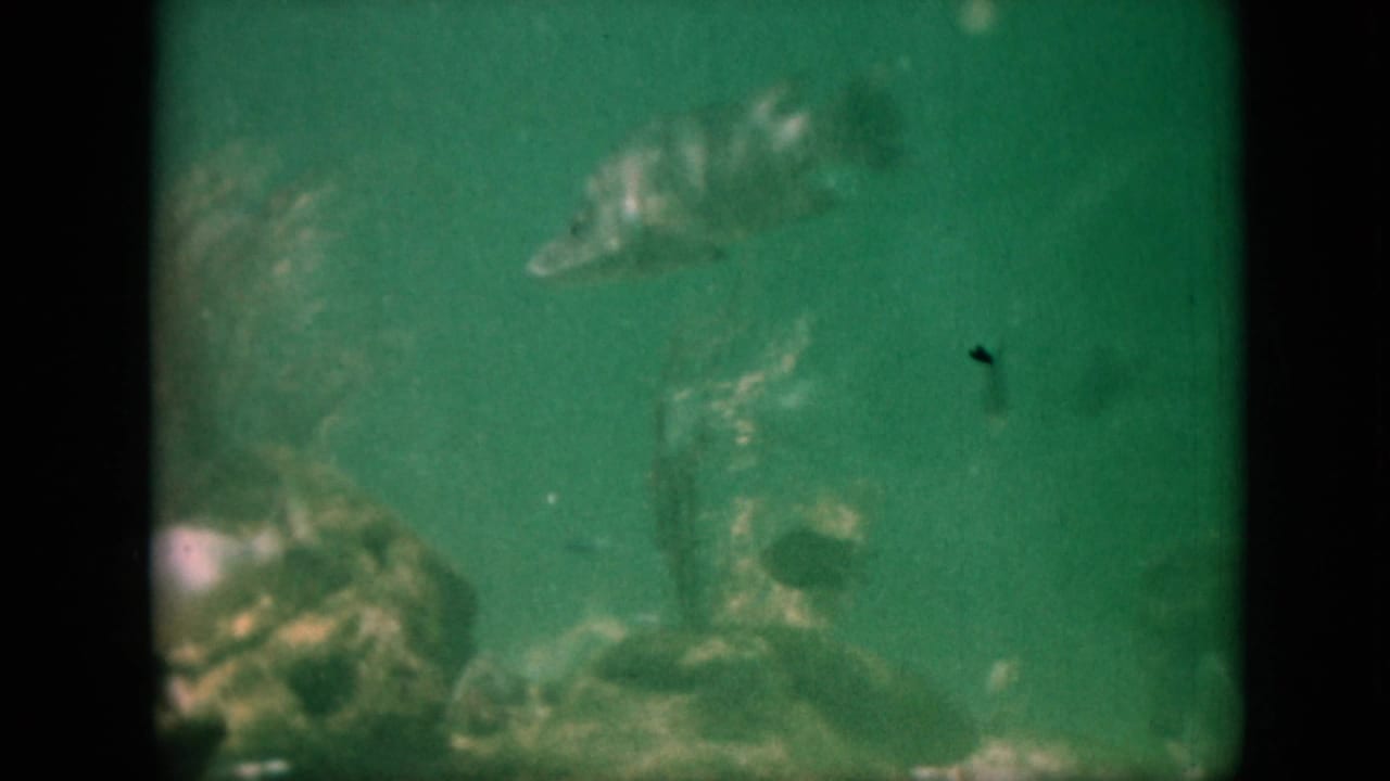 1958 Pennsylvania 8mm underwater frame showing faint fish shapes moving through green, low-light water with heavy grain and dark frame edges.