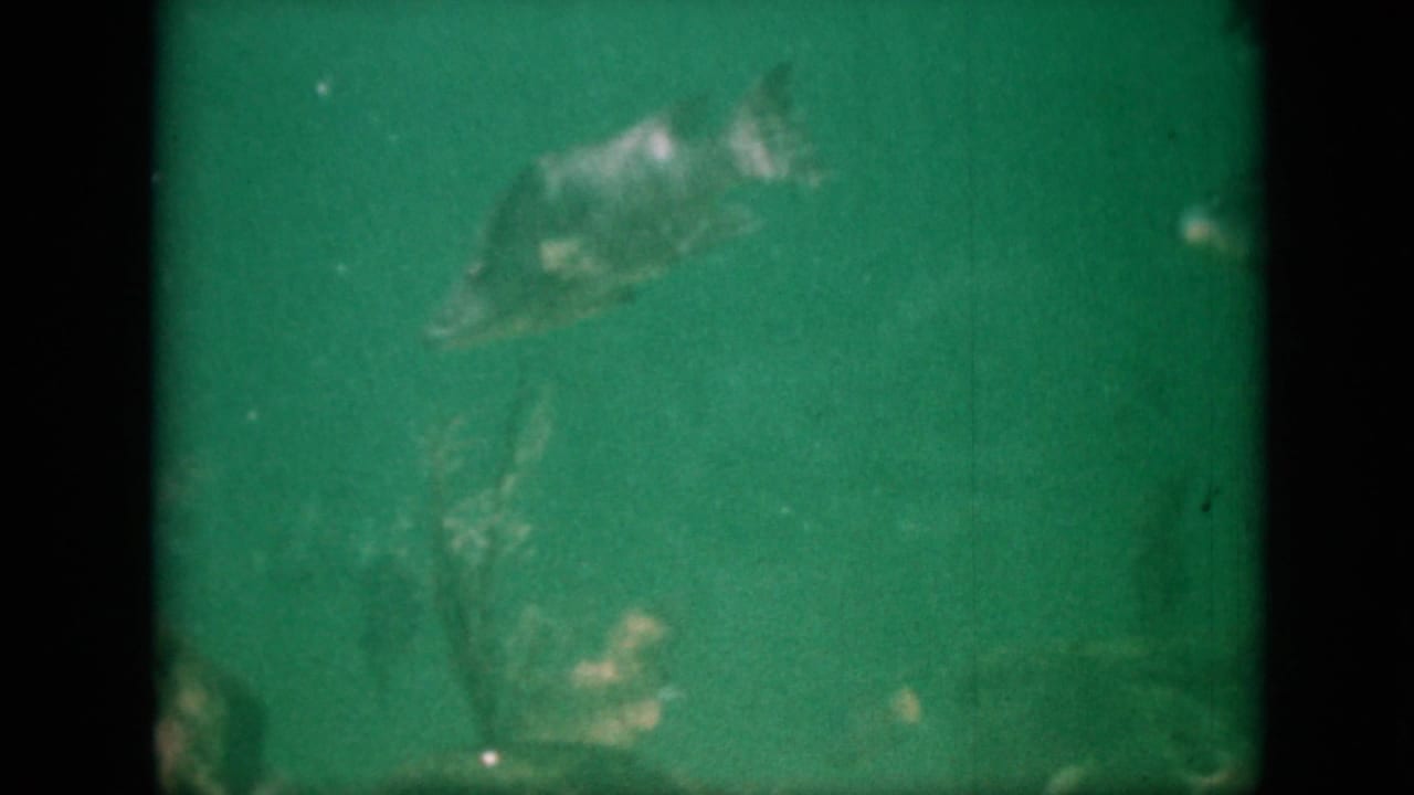 Small fish shape near the upper center of green underwater footage.