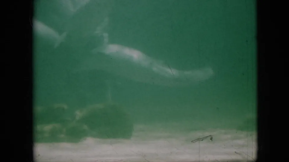 1958 Pennsylvania 8mm frame with a dolphin swimming across murky green water, partly softened by faded color and film grain.