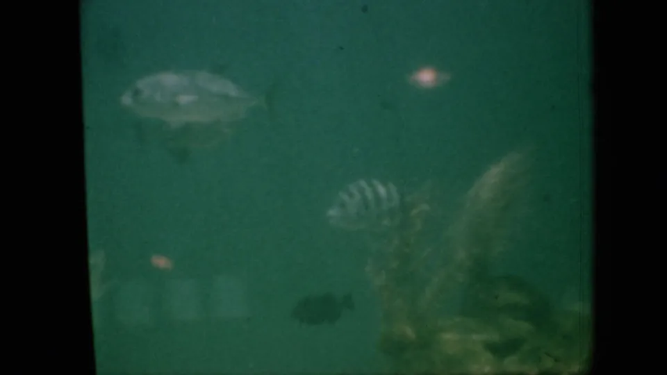 1958 Pennsylvania 8mm frame showing small fish in murky green water, including a striped fish near the lower right, with heavy grain and film wear.