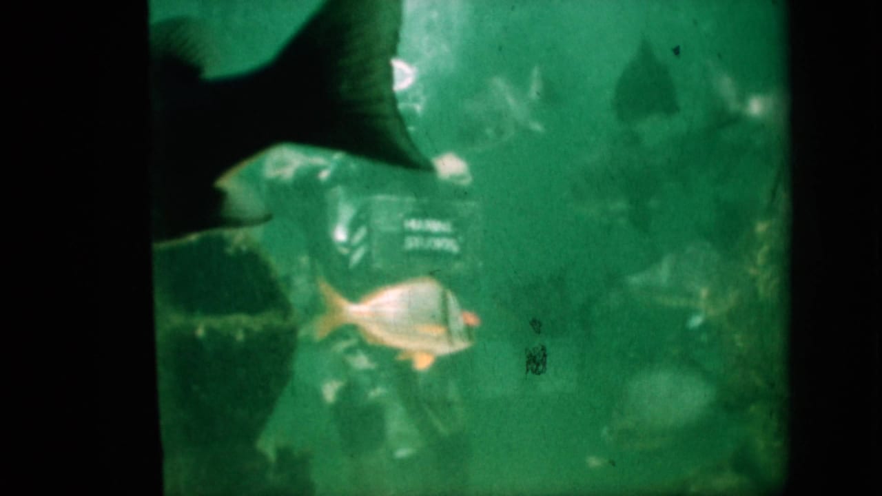 Several fish swim in front of rocks in cloudy green aquarium water.