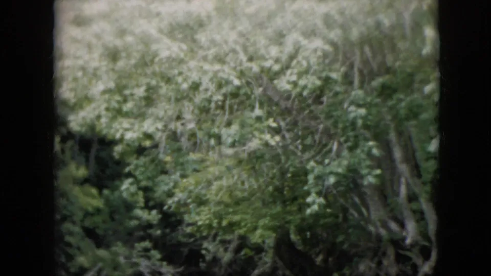 1958 Pennsylvania 8mm home-movie frame shifting closer into dense woodland foliage, with layered leaves, branches, and soft film grain.
