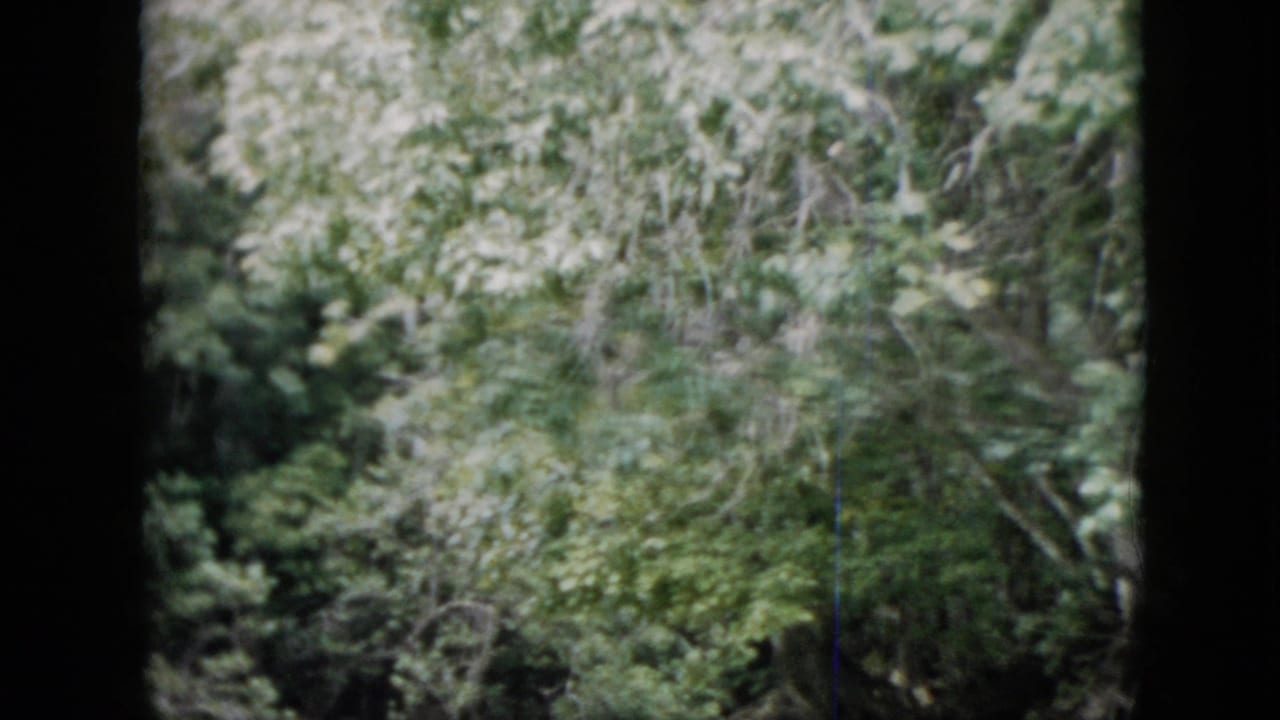 1958 Pennsylvania 8mm frame showing dense riverside woods and leafy shoreline from a moving boat perspective.