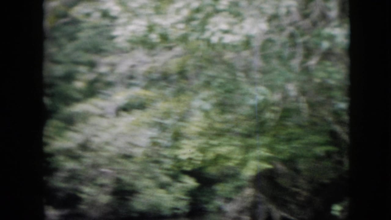 Blurred green shoreline and riverbank vegetation passing beside the camera.