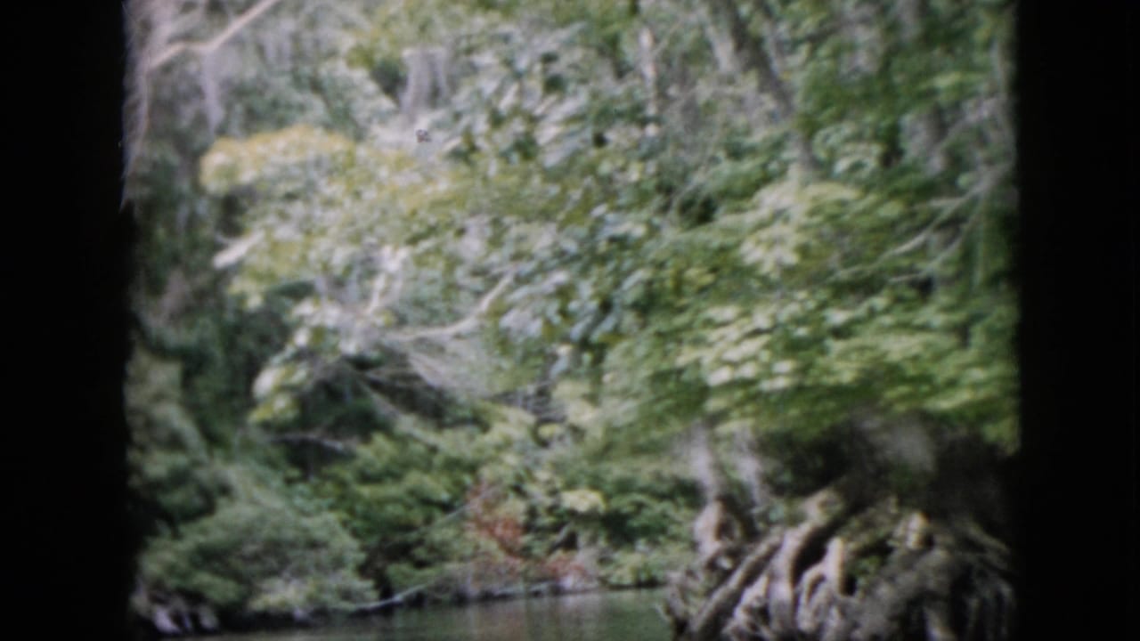 River edge with dense woods and exposed roots along the shoreline.