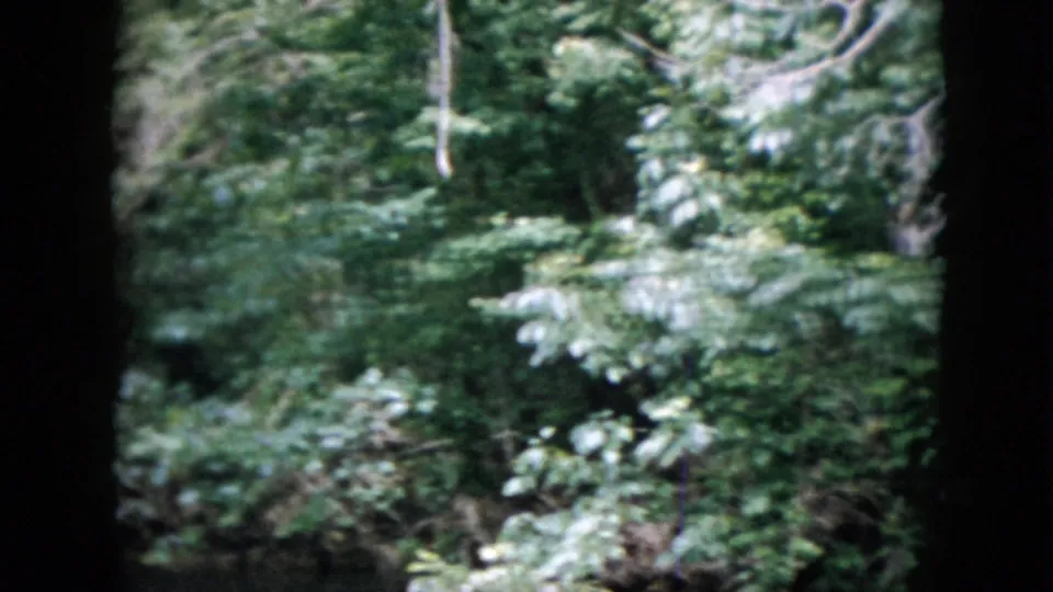1958 Pennsylvania 8mm frame showing dense leafy growth and evergreen branches along a shaded river edge.