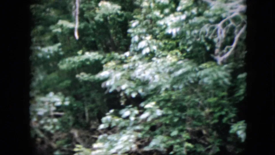 1958 Pennsylvania 8mm frame of a green forested riverbank with layered foliage, tree trunks, and shaded water in the foreground.