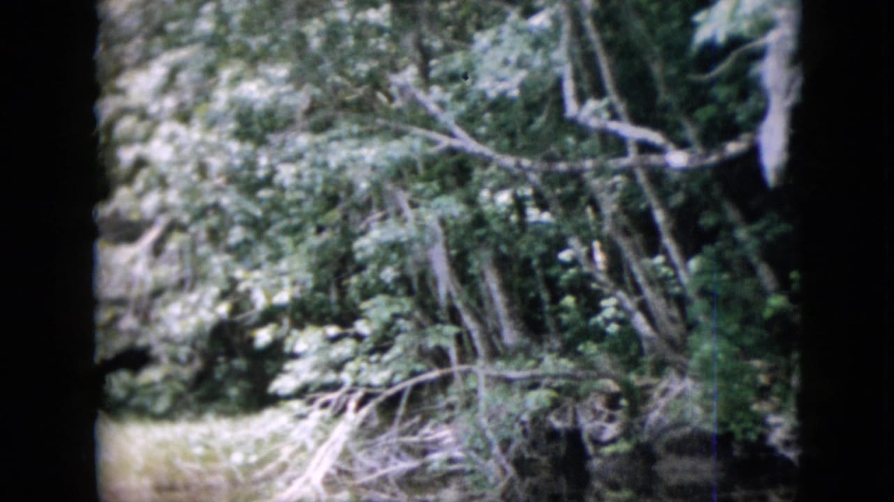 1958 Pennsylvania 8mm frame showing a shaded woodland edge with tall grass in front, dense green foliage, and pale fallen branches crossing the undergrowth.
