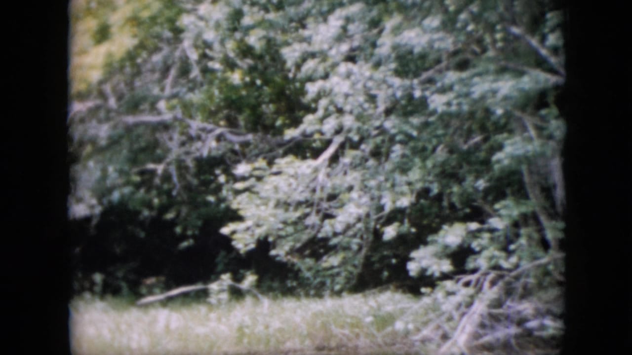 Dense trees and grassy foreground at the edge of a wooded area.