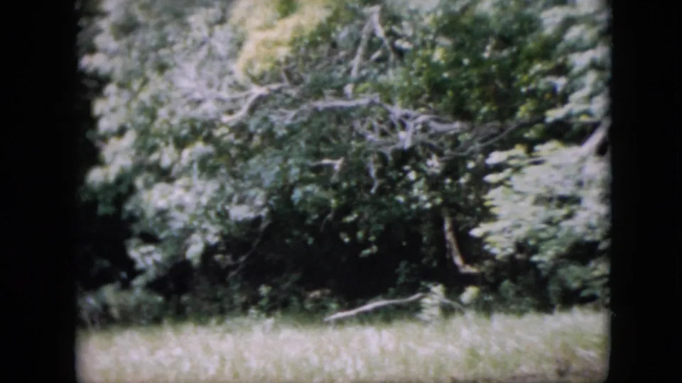 1958 Pennsylvania 8mm frame showing thick green vegetation, a light grassy strip, and tangled limbs at the edge of a wooded area.