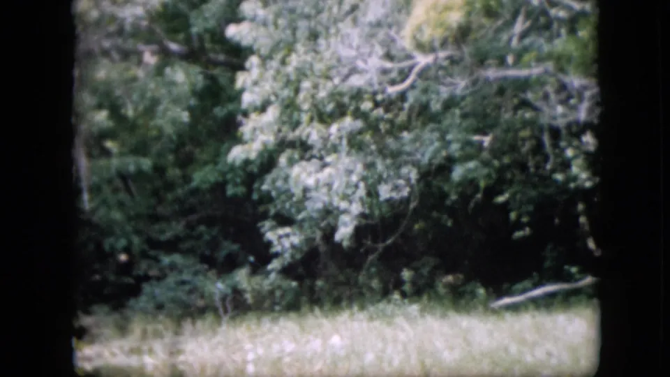1958 Pennsylvania 8mm frame looking toward dense leafy trees and underbrush beyond tall grass, with a pale branch lying near the lower right edge.