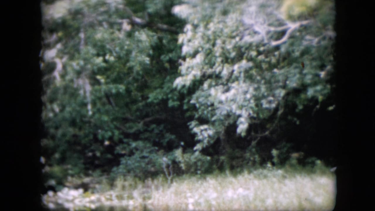 1958 Pennsylvania 8mm home-movie frame showing dense trees and a grassy clearing, with soft focus and dark rounded film borders.