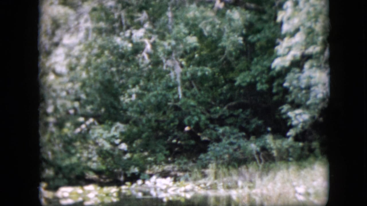 Dense green trees with a small bright ground area near the lower edge.