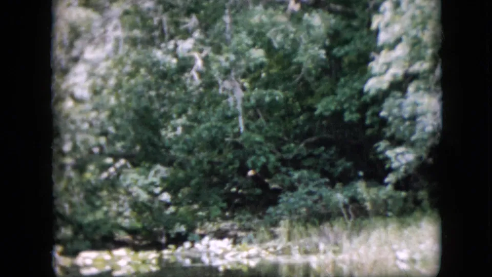 1958 Pennsylvania home-movie view of thick woodland vegetation, light grass, and pale stones or exposed ground near the foreground.