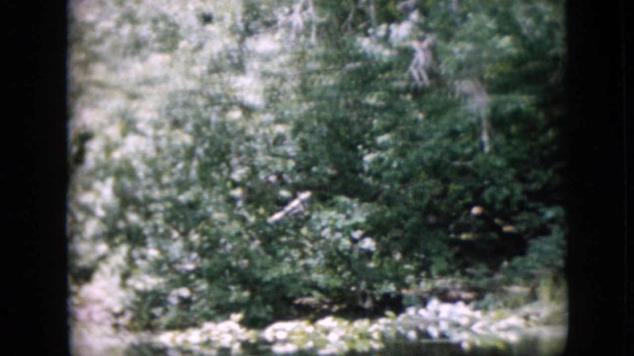 Blurred trees, shrubs, grass, and pale ground in a wooded area.