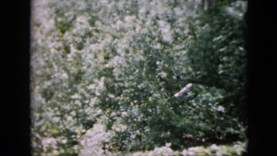 1958 Pennsylvania 8mm frame filled with dense leafy vegetation and soft amateur-film texture, with no people or structures visible.