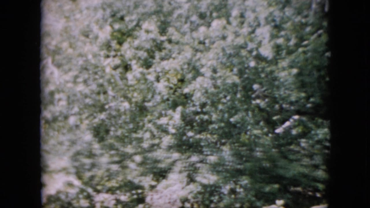 Dense Pennsylvania woodland from 1958 home-movie footage, with leafy trees, pale sunlight, and soft 8mm grain visible in the frame.