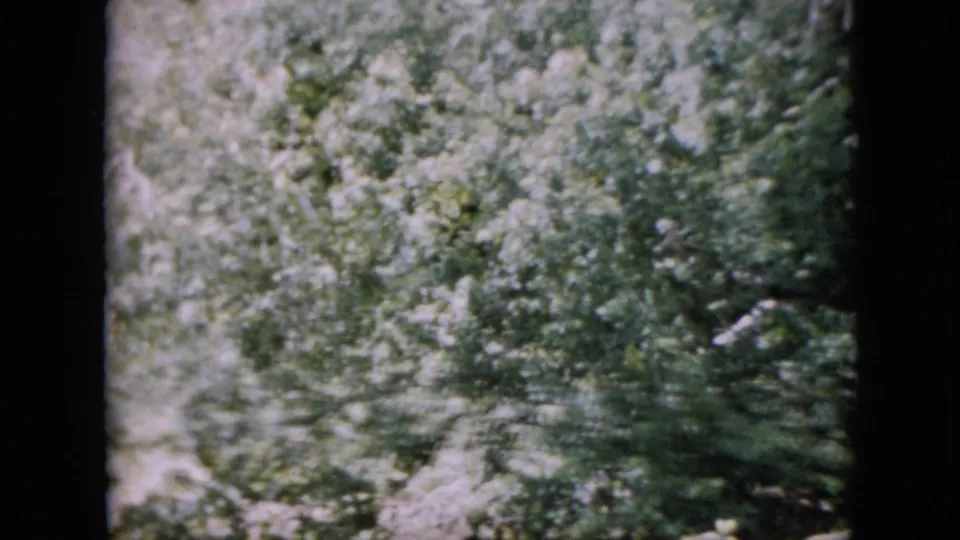 Dense Pennsylvania woodland from 1958 home-movie footage, with leafy trees, pale sunlight, and soft 8mm grain visible in the frame.