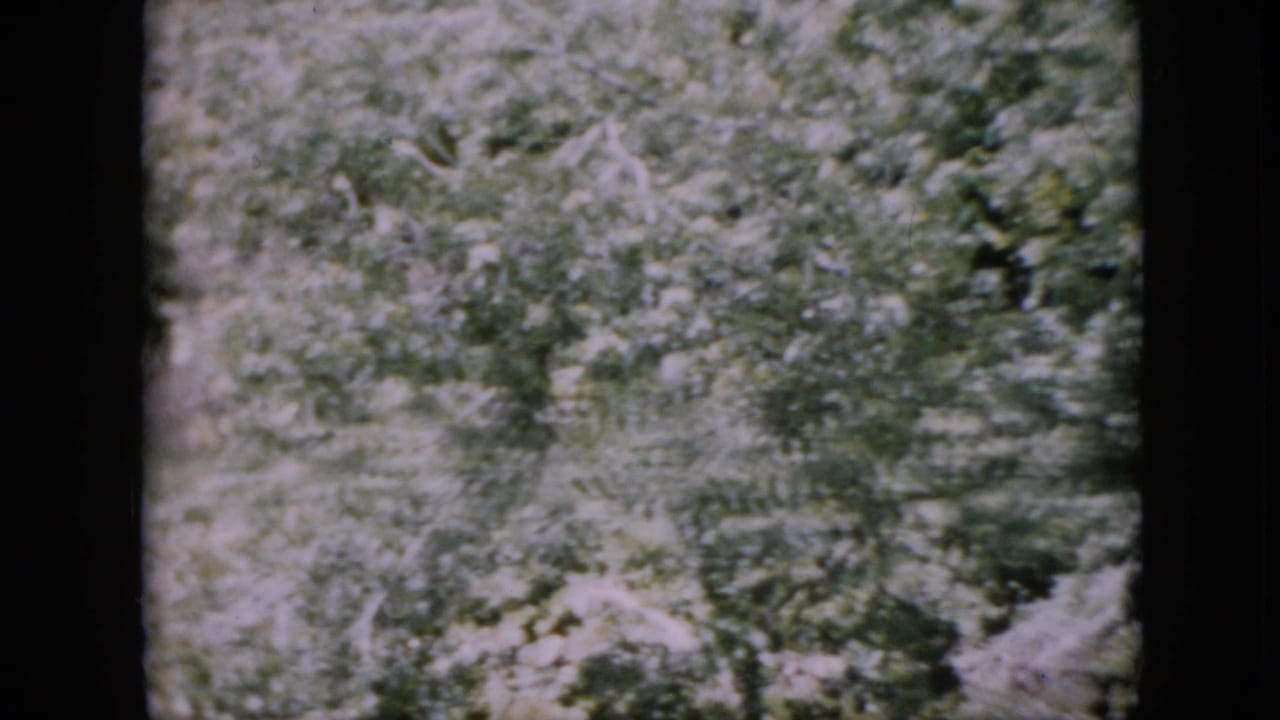 Soft 8mm view of Pennsylvania forest vegetation in 1958, showing branches, trees, and mottled sunlight through the leaves.