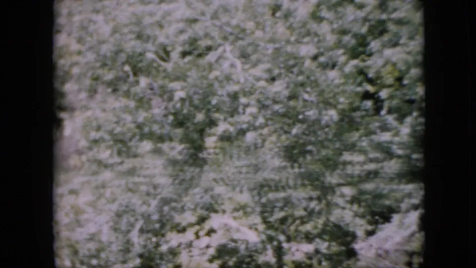 Soft 8mm view of Pennsylvania forest vegetation in 1958, showing branches, trees, and mottled sunlight through the leaves.