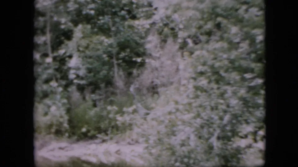 Handheld 1958 Pennsylvania 8mm frame showing a pale forest floor or narrow clearing surrounded by brush, trees, and soft green foliage.
