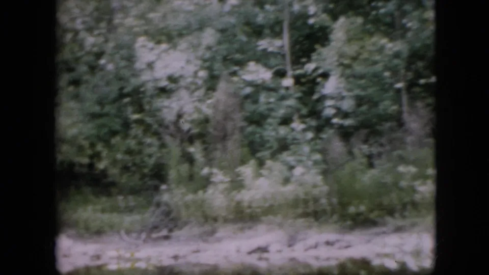 Late-1950s Pennsylvania woodland frame with dense undergrowth, slender trees, and a light strip of forest floor captured in soft 8mm color.