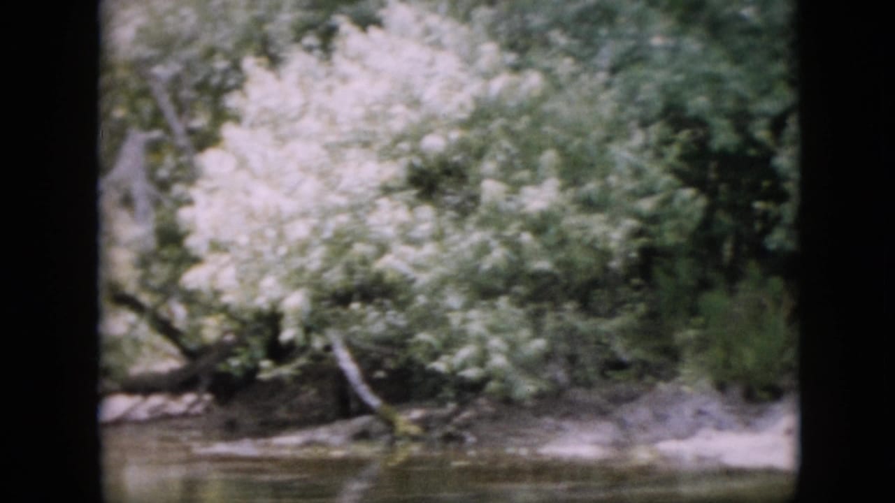 Tree-lined riverbank with overhanging branches and still water below.