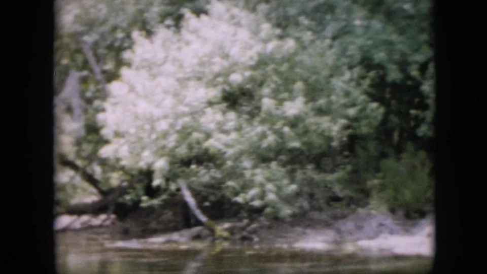1958 Pennsylvania river footage showing dense green foliage, a pale bank, overhanging branches, and still water viewed from a moving boat.