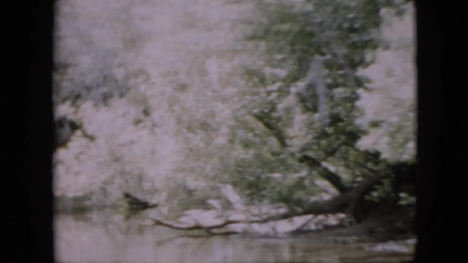 1958 Pennsylvania 8mm frame with a soft, hand-held view of riverside vegetation and branches reflected in calm water from a boat-level perspective.