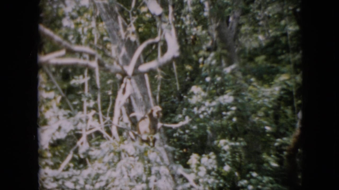 1958 Pennsylvania 8mm frame showing a small monkey sitting among pale branches and dense riverside foliage.