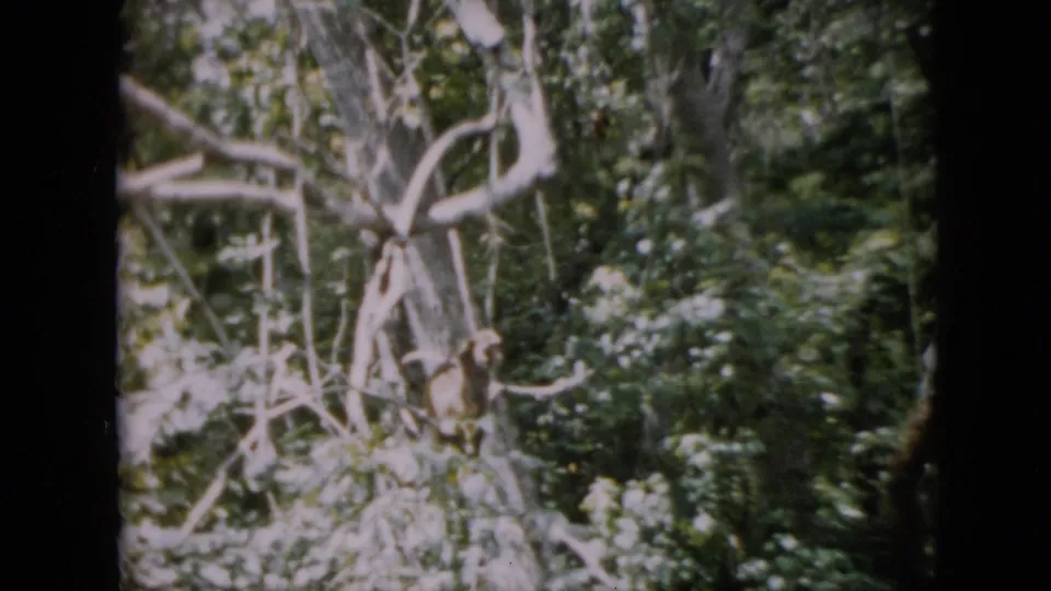 1958 Pennsylvania 8mm frame showing a small monkey sitting among pale branches and dense riverside foliage.